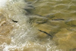 5 Best Fishing Spots in Casper - Fremont CDJR Casper Blog