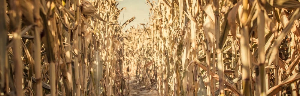 Corn Maze